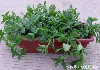 野芹菜|玩出了新名堂盆栽野菜,销售盆栽野菜,他每天的毛收入高达两千元