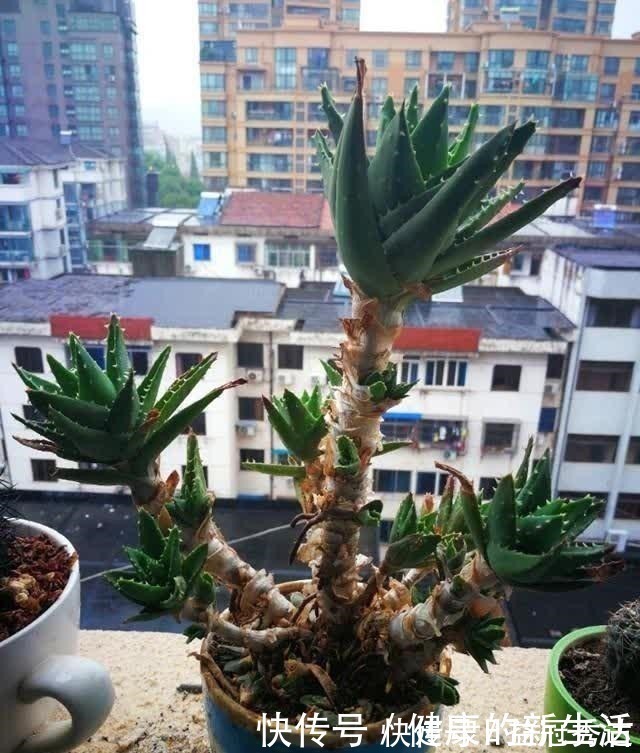 芦荟|芦荟不值钱,养成“老桩”很稀罕,叶子胶质多,越老越值钱!