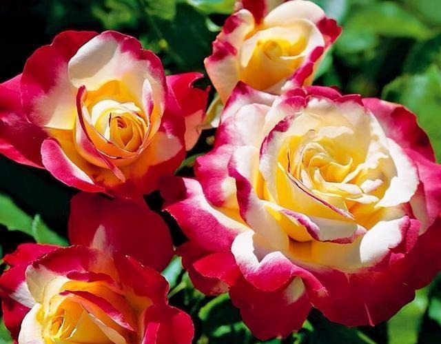 三楼奶奶不让我在一楼种花,事情解决了,出乎意料的让人难受