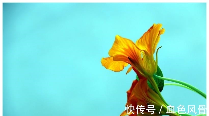 桃花宫|未来一周开门见喜，桃花宫降临的四大生肖！迎来幸福爱情！