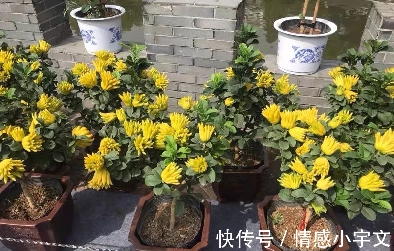 推荐八种镇宅辟邪的植物，家里养一盆，护宅守家保平安