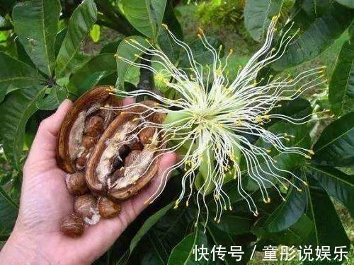 发财树|都误以为这6种绿植不开花,殊不知开花给人惊喜感,养护有技巧