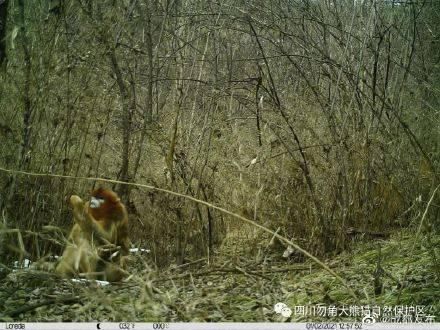 四川九寨沟勿角保护区拍到川金丝猴