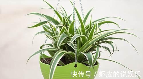 家里光线差，几种室内植物极耐阴，不仅好看好养，还净化空气