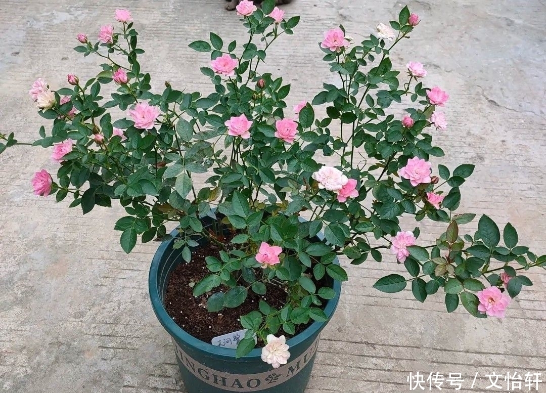 品种|100个月季品种,千姿百态,每个都很漂亮,图名并茂,值得收藏