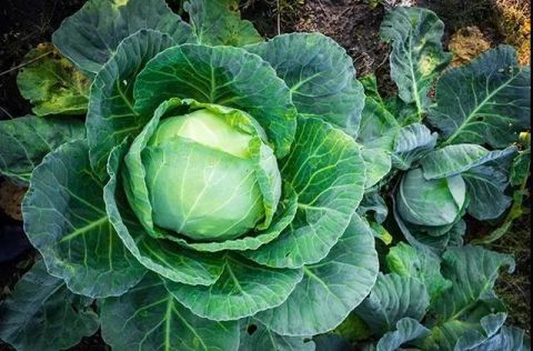 李志刚|白菜萝卜统统靠边,它才是菜王!清理血管、养胃护胃…才几毛钱一斤