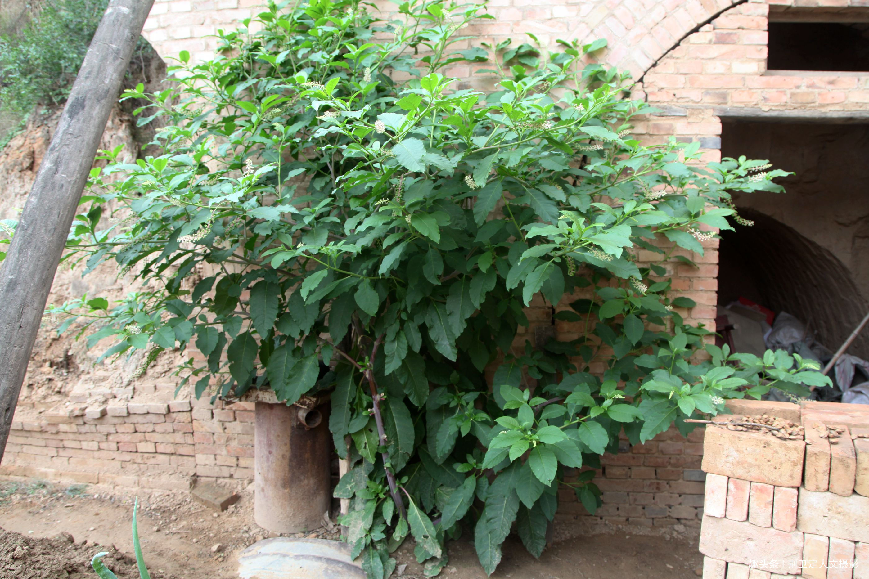 大人参|鸟粪落入8旬老人家中,长出大人参有人说价值10万,看是啥样