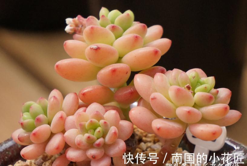 没时间去香格里拉？那养一棵叫香格里拉的多肉吧！味道香香很好闻