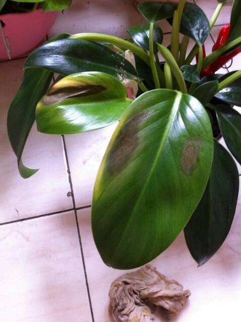 生龙活虎|花晒伤咋整几个方面必须注意,两天就能重新生龙活虎!