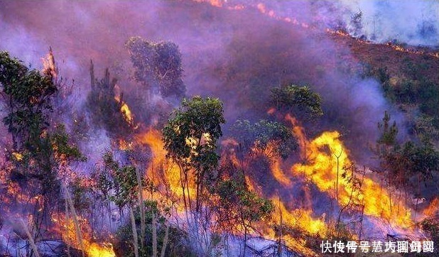 澳大利亚大火后森林植被复苏，科学家脸色难看：新的危机正在酝酿