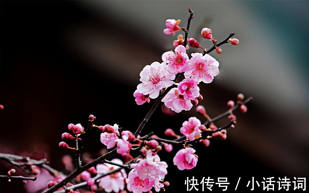 词人@姜夔在苏州赏梅时,一连写下两首咏梅词,为何都能好评如潮?