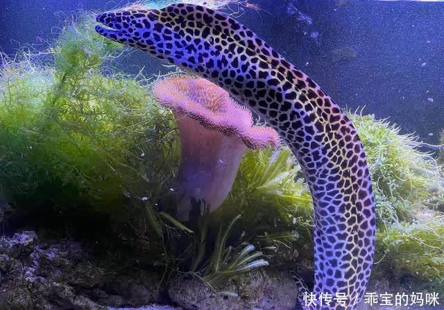 没想到一个到处能吃到的动物,居然没人知道它是什么?