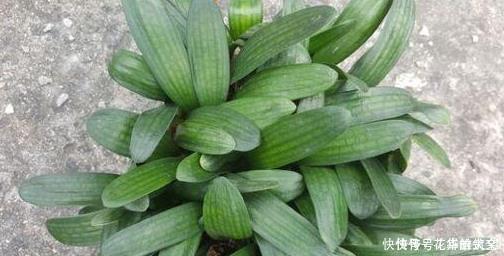 养君子兰用这个小妙招，开花多、新叶多、不夹箭，叶子绿的发光