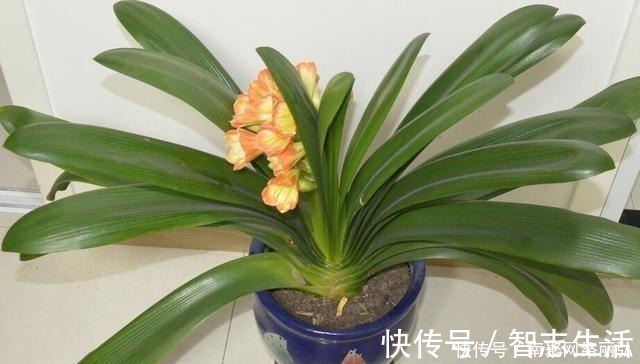 君子兰冬天该怎么浇水？错一点，君子兰黄叶烂根就开始了！