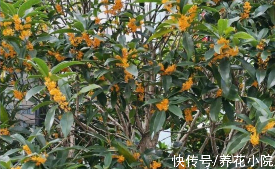 浇水|9月桂花还没开,给它多做3件事,很快就能开花,香飘满园