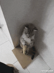 |搞笑GIF:摄影师都是高手,这结婚照P的,过火了吧