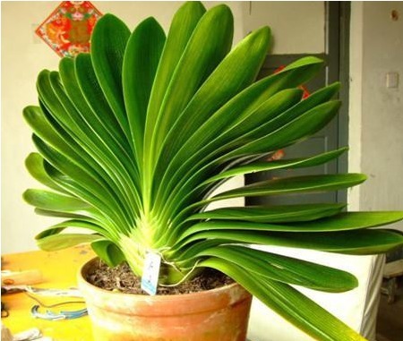 老花农养花秘诀给君子兰喝一勺,不烂根、叶绿花艳!非常漂亮