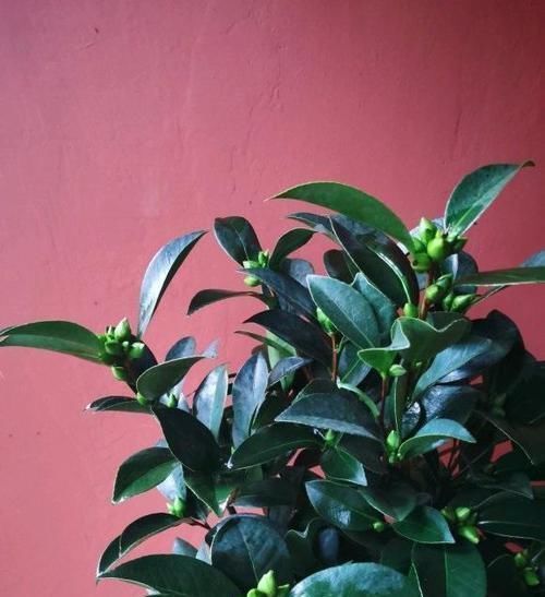 死亡|茶花养不好,死亡,掉叶,黄叶,问题出在土,1种粉末就能解决