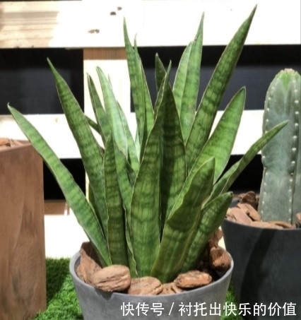 如果虎皮兰怎么都养不好,可能是这两点没做到位,快来收藏