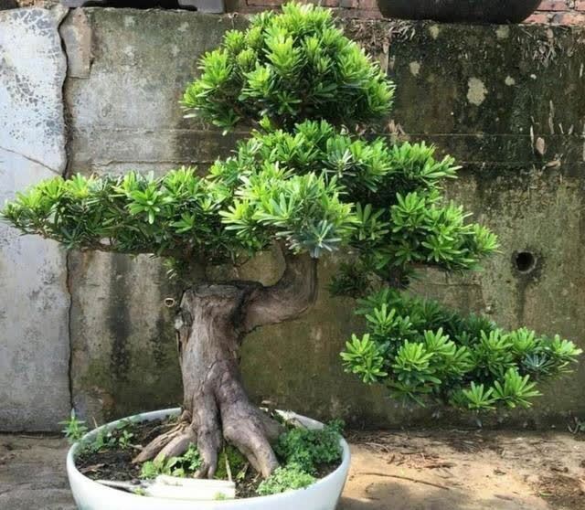 俗语:“客厅有树,十有九富”,不是迷信,为了好兆头也要养一盆