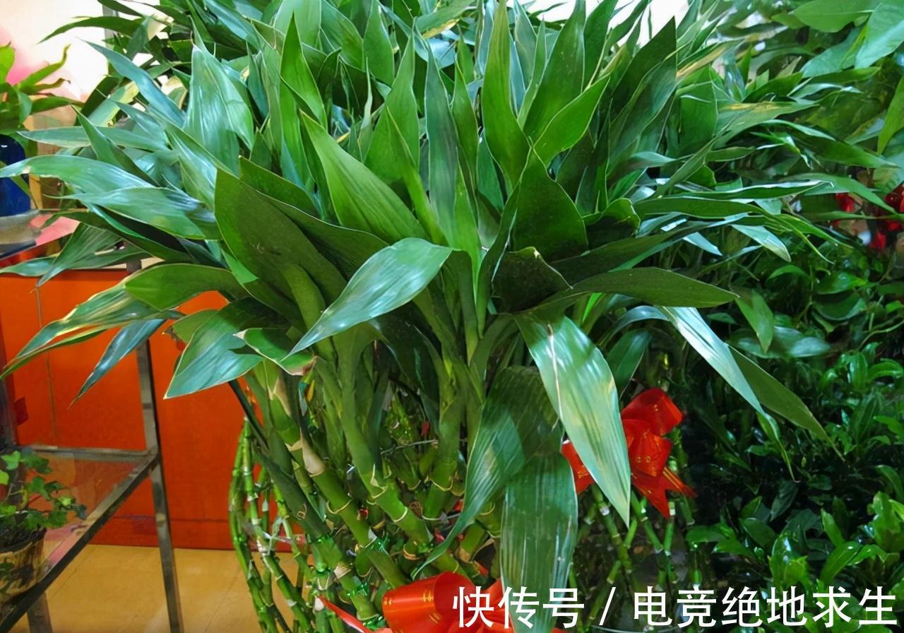 富贵竹爱喝这3种饮料,每隔7天喂1次,叶片翠绿,新芽冒不停