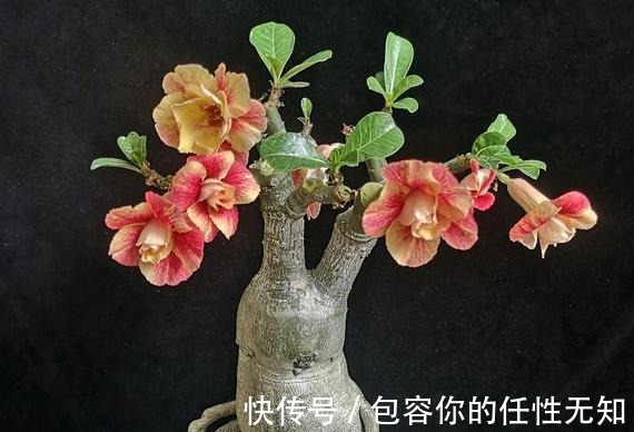 新手养沙漠玫瑰,满足它的“小爱好”,一盆养十年,年年开满花!