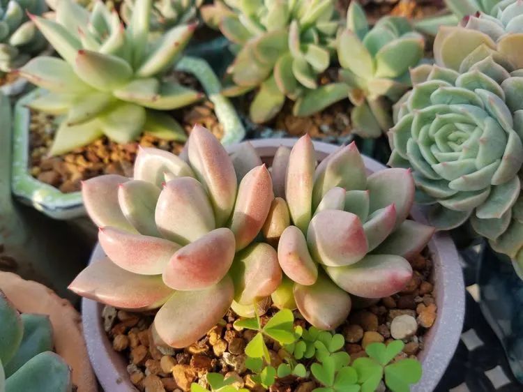 养肉三年，分享养肉经验，谈谈适合逆开挂区的多肉！