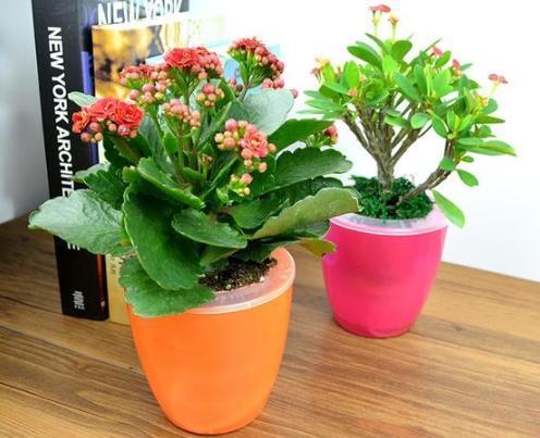 盆栽|夏季盆栽长寿花，重点注意这2方面，秋冬方能蹭蹭花开爆满盆