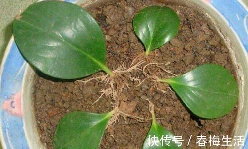 夏天8种花不用买，掐个叶子就能插活，让你的阳台变花园