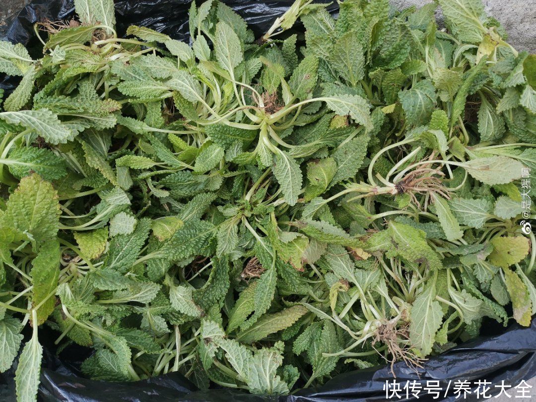 农村8种草，是“下火”药草，现在越挖越少