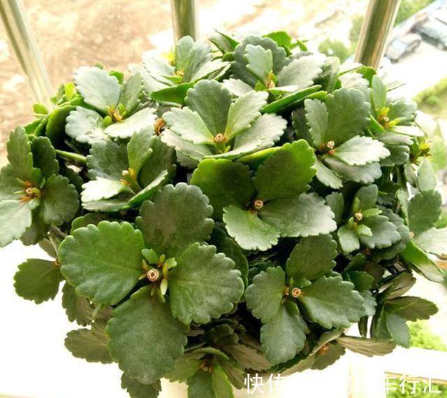 秋天快扦插,10种花不用买,掰个枝子插土里,嗖嗖生根,成活率高