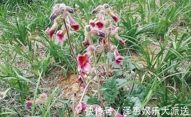 腌酱菜|李时珍说它“服之面如桃花，轻身不老”，长在路边却少人识