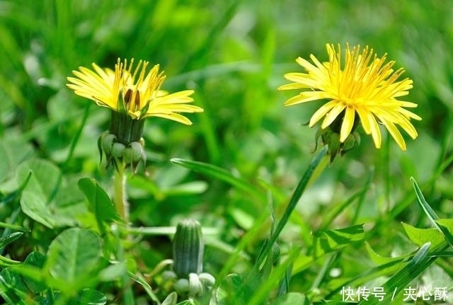 东西|经常用3种东西泡水,40岁之后肝脏会谢谢你