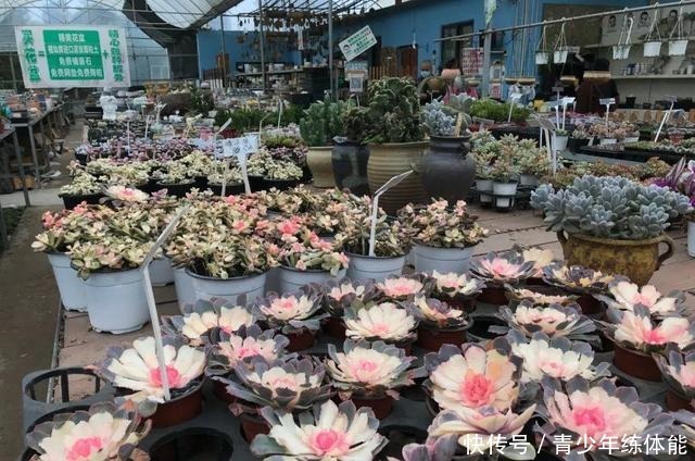 花市大捡漏,10种花现在买特合适,养一养就爆盆!