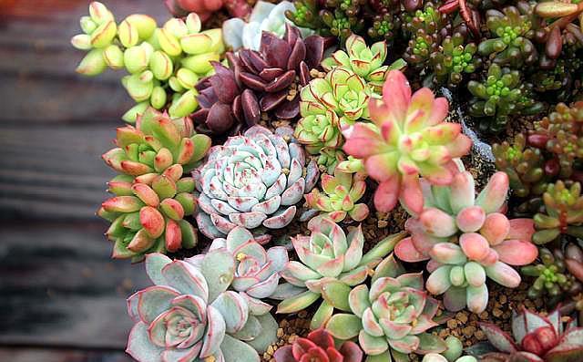 多肉植物“叶子”缺水有4个“信号”,学会一种,养多肉很简单!