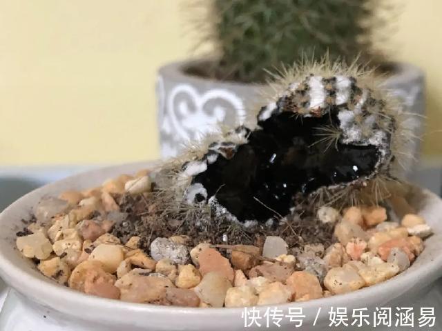 10种不能淋雨的花,淋完雨就死,盆栽养花注意事项