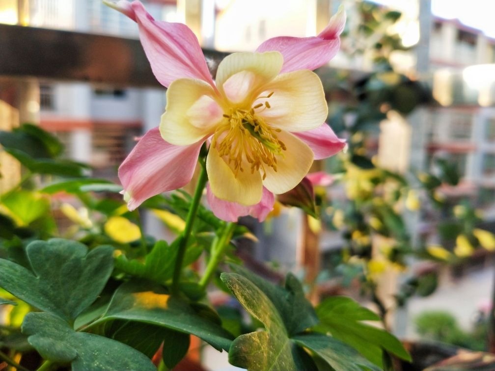 3种花,虽然名字不好听,但开花上百朵,呼呼爆花