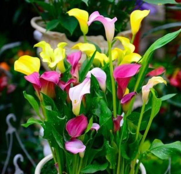 家养这些植物,阳台开出花海,妖艳妖娆,一开就是很多天