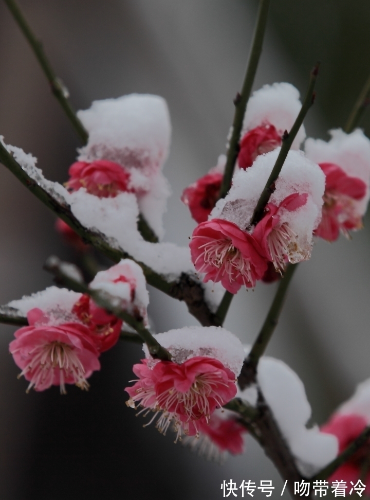 唐李贺@笔下幽思难落纸,且将轩窗倚,琼芳袅娜飘摇,枝上梅儿丽
