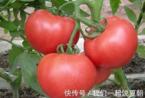 珍珍|常吃西红柿身体好,但与此物搭配,容易致癌,记得告诉家人