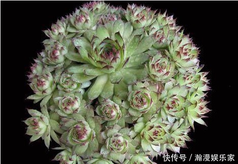 光照|观音莲这样养,群星捧月,有驱邪纳降,吉祥如意之意