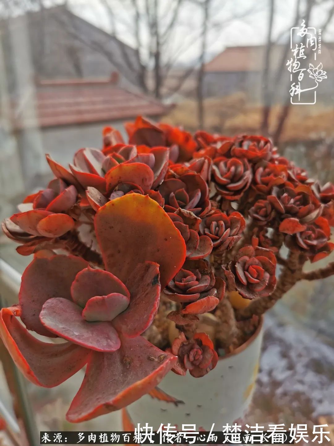 三色堇|懂得珍惜的人,才值得拥有更多美好的事物!养多肉也是如此!