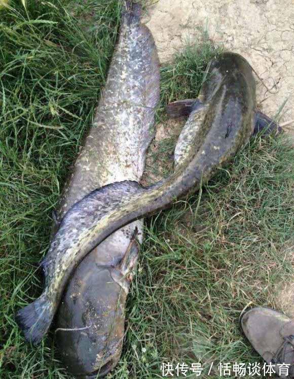 蓑笠哥|这几种昂贵鱼即将停口，再不钓要等明年，攻略分享