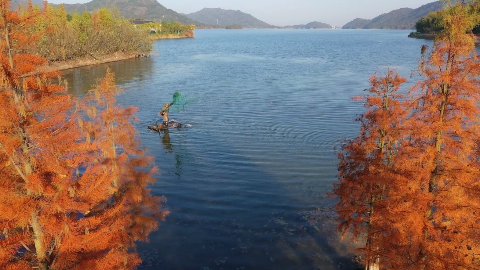 水杉林|永康：冬日里的火红水杉林