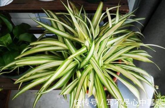 陶冶性情盆栽这5款植物,观赏价值高,新手都能轻松养活
