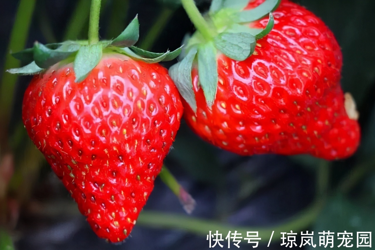 绿壳蛋|孕期不要暴饮暴食，这几种食物可以多吃，对胎儿身体好