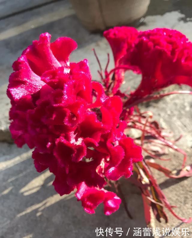 真正的花坚强,墙缝、地缝都能长,开花特别旺!