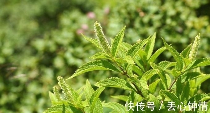 西洋参|土人参,具有滋补强壮作用,根、叶也可做菜食用。