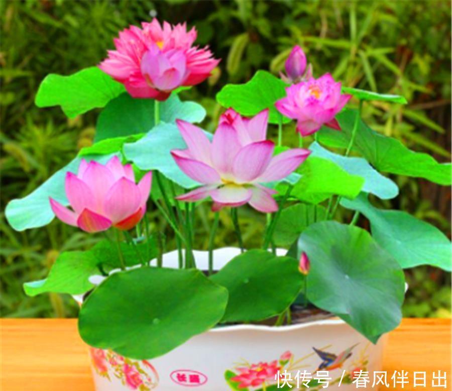 夏天|8种专属于夏天的“开花之王”,不怕热不怕晒,光照充足就爆盆