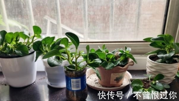 花草|都知道啤酒养花好,然而,没掌握住“浓度配比”却会出大事